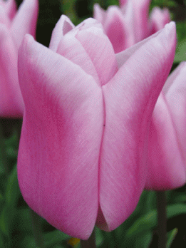 Tulpen Holland Beauty